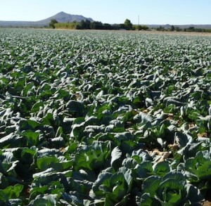 Cabbage Field Near Las Cruces